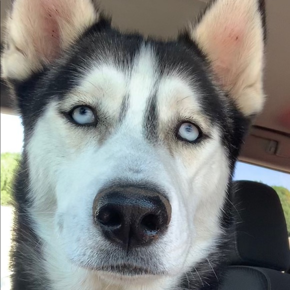 Meet your Posher, Deb - Picture 1 of 1